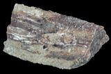 Devonian Petrified Wood (Callixylon) Section - Oldest True Wood #91797-1